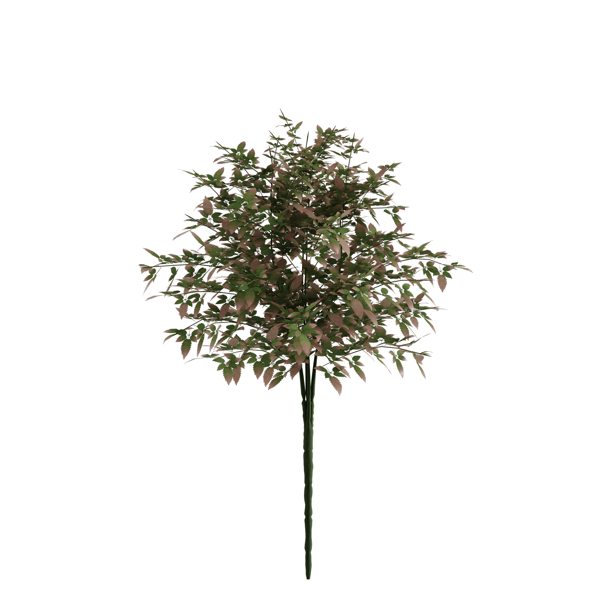 BLUSH - Naturalist Interiors