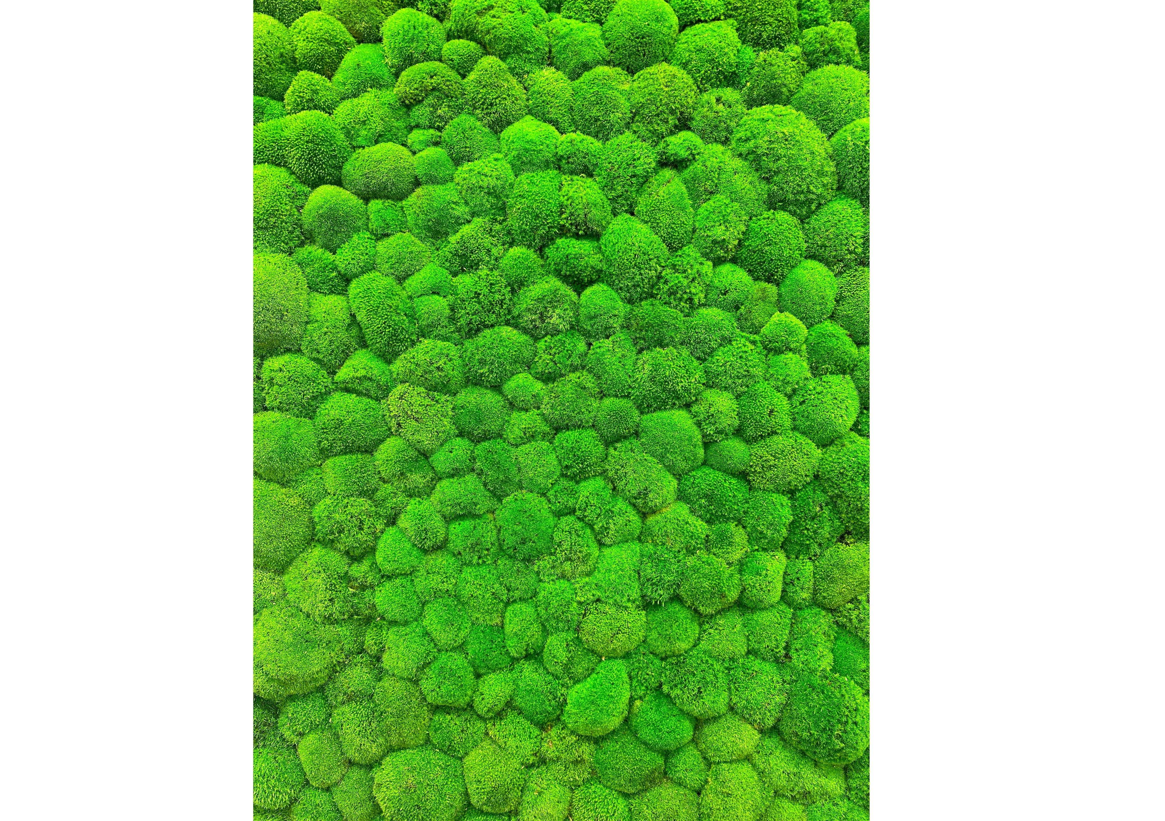 VERDE HAVEN - Naturalist Interiors