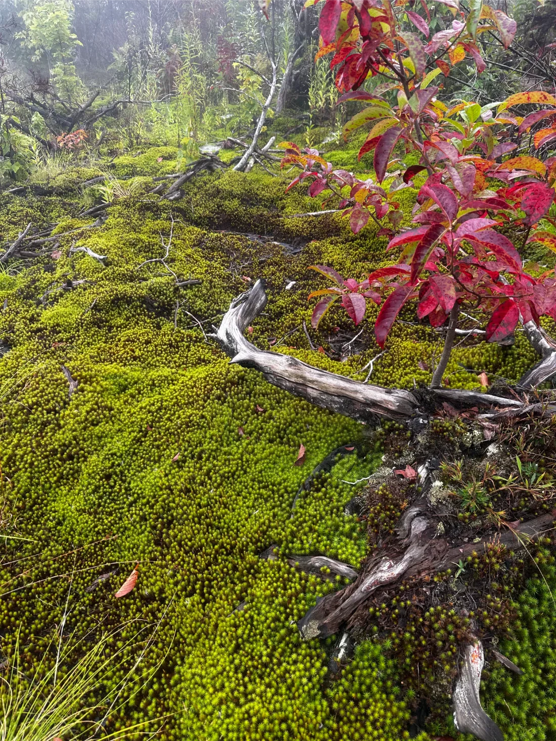 Moss IRL: Observations from a Biophilic Wanderer