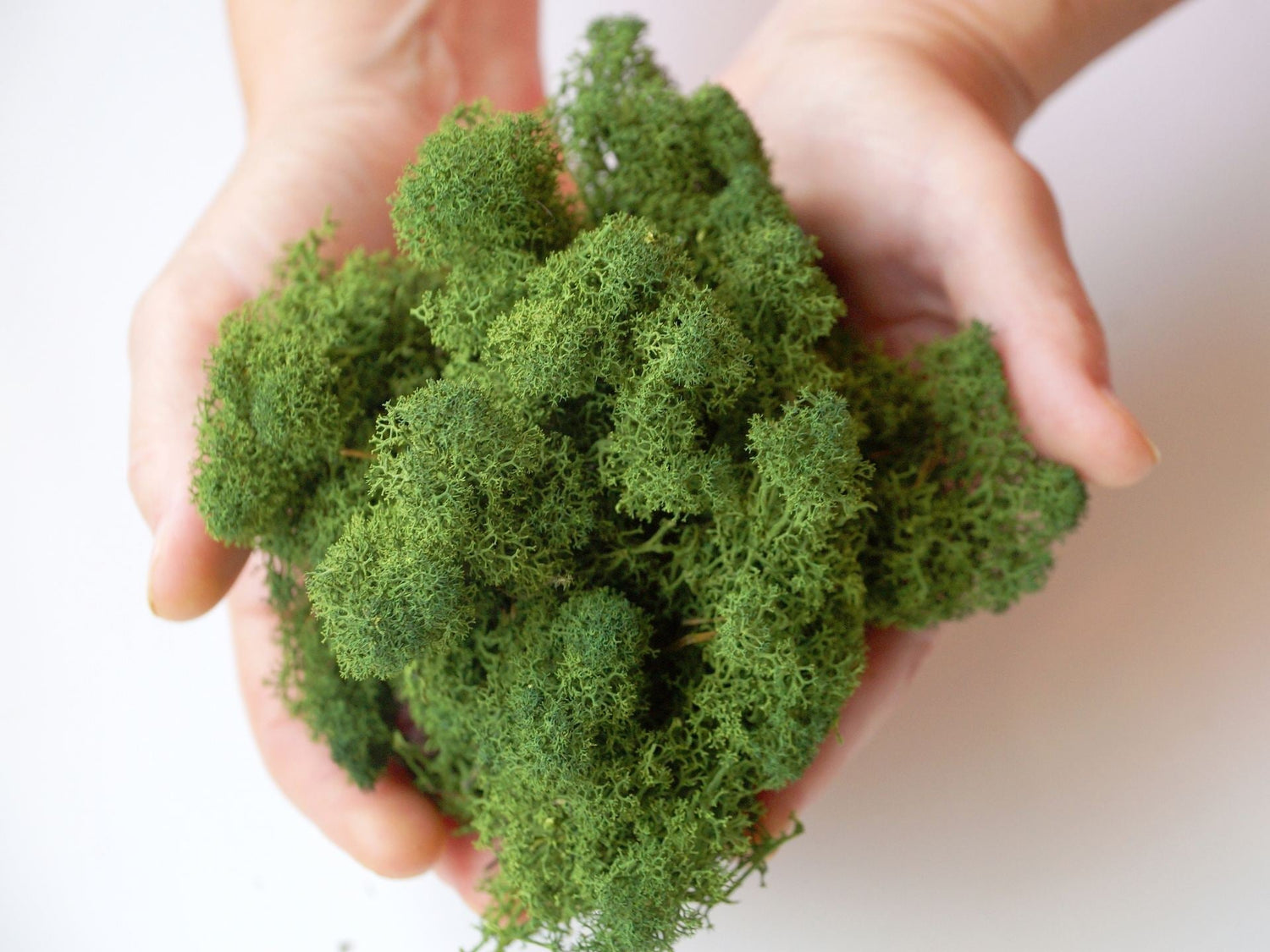 Preserved Moss Explained: How It’s Made and Why It’s Ideal for Wall Gardens