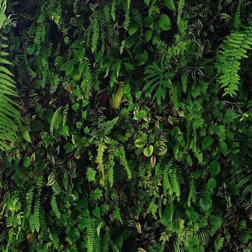 Preserved Walls Versus Living Plant Walls – What’s Right for you? - Naturalist Interiors