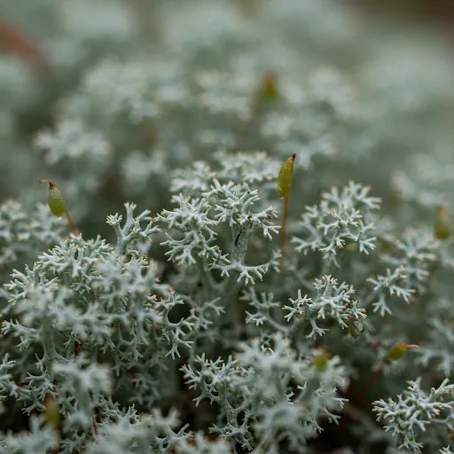 Preserved Moss Types: A Guide to Naturalist's Signature Selection