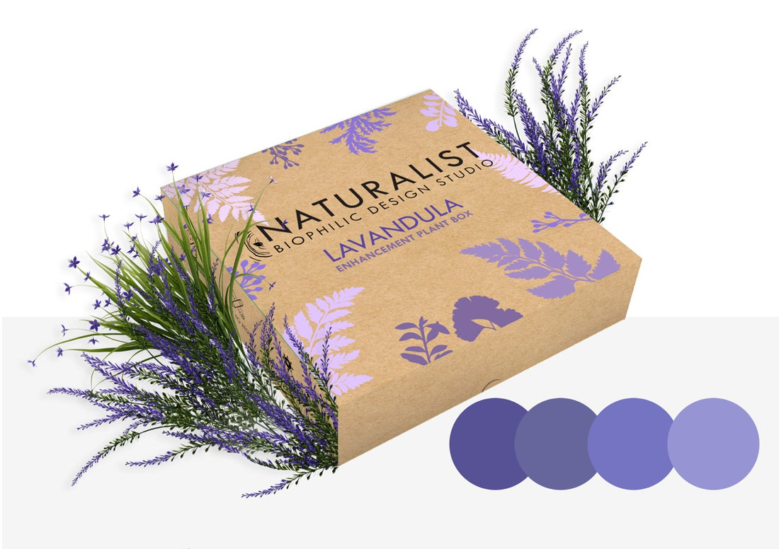 LAVANDULA - Naturalist Interiors