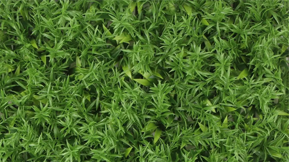 Green Meadow - 20” x 20”  Panel