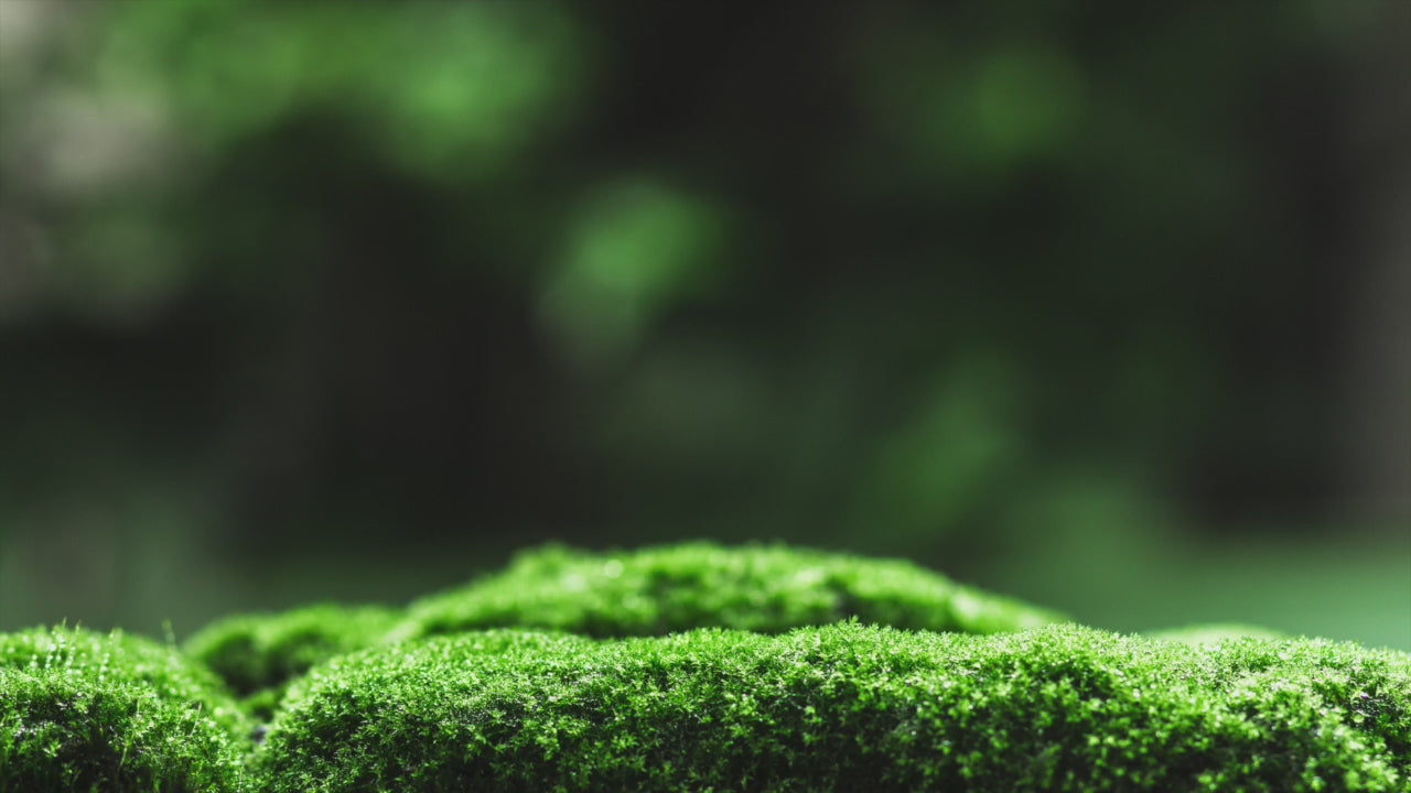 Load video: elevation-fitness